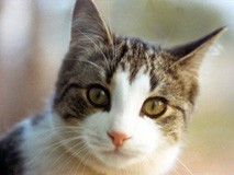 Hace cuanto que no revisas a tu mascota?