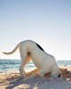 El perro y el mar